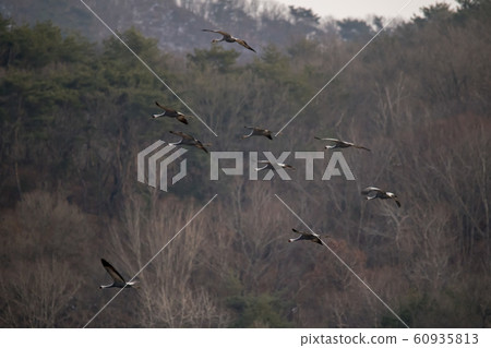 江原道天原郡候鳥 60935813