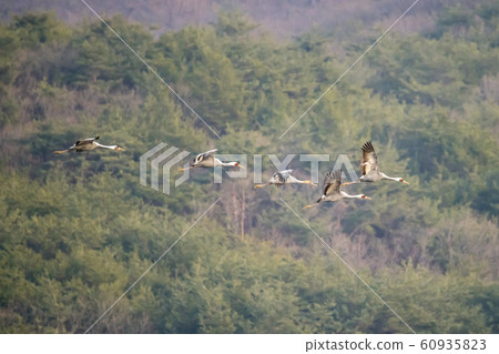 Migratory Birds, Cheorwon-gun, Gangwon-do 60935823