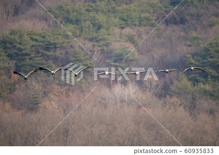 Migratory Birds, Cheorwon-gun, Gangwon-do 60935833