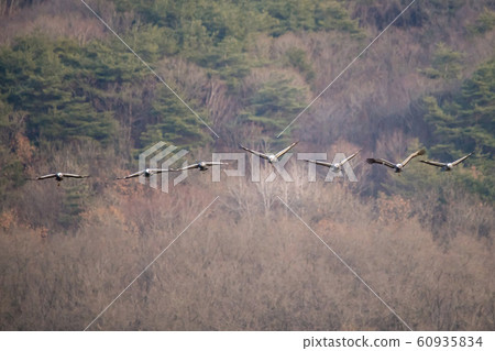 Migratory Birds, Cheorwon-gun, Gangwon-do 60935834