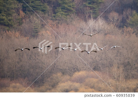 Migratory Birds, Cheorwon-gun, Gangwon-do 60935839