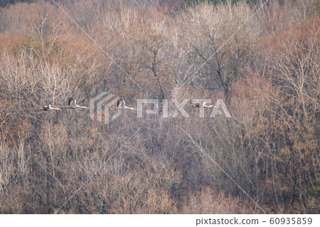 Migratory Birds, Cheorwon-gun, Gangwon-do 60935859