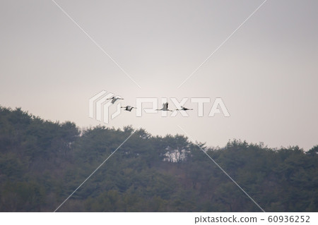 Migratory Birds, Cheorwon-gun, Gangwon-do 60936252