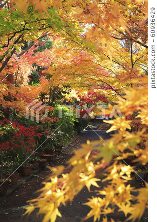 Yakushiji Temple Iko Adachi-ku, Tokyo Yakushiji Temple Iko Adachi-ku, Tokyo 60936429
