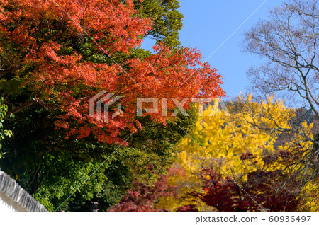 秋天的顏色,映襯在藍天下 秋天的顏色,映襯在藍天下 60936497