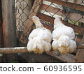 Chicken on the farm 60936595