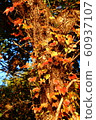 Autumn ivy 60937107