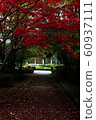 Autumn leaves of Biwako Cultural Park 60937111
