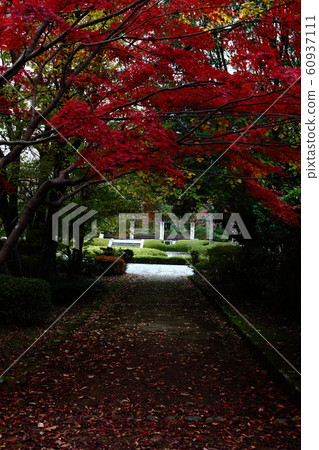 Autumn leaves of Biwako Cultural Park 60937111