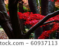 Autumn leaves of Biwako Cultural Park 60937113