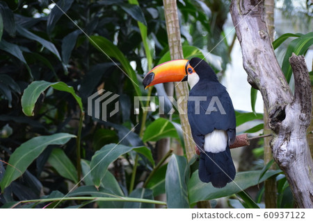 Toucan Toucan 60937122
