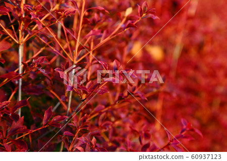 秋季杜鵑花 60937123