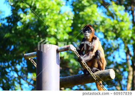 蜘蛛猴 蜘蛛猴 60937839