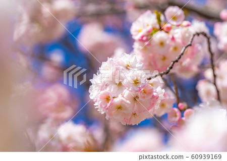 Yae Sakura Up千曲河Sakuratsumi [長野縣] 60939169