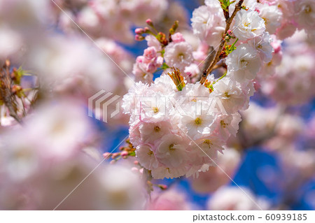 Yae Sakura Up Chikuma River Sakuratsumi [Nagano Prefecture] 60939185