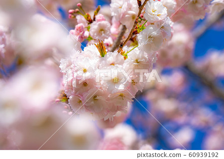 Yae Sakura Up Chikuma River Sakuratsumi [Nagano Prefecture] 60939192