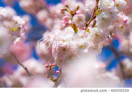 Yae Sakura Up Chikuma River Sakuratsumi [Nagano Prefecture] 60939209