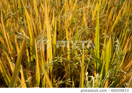 The rice stalks produced yellow fields all around. 60939653