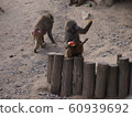 Mother monkey and baby monkey 60939692