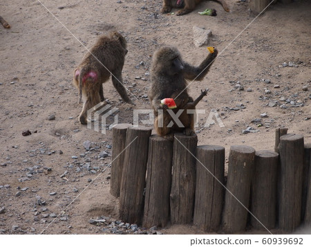 Mother monkey and baby monkey 60939692