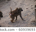 Baby monkey and mother monkey 60939693