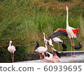 Flamingo or Flamingo 60939695