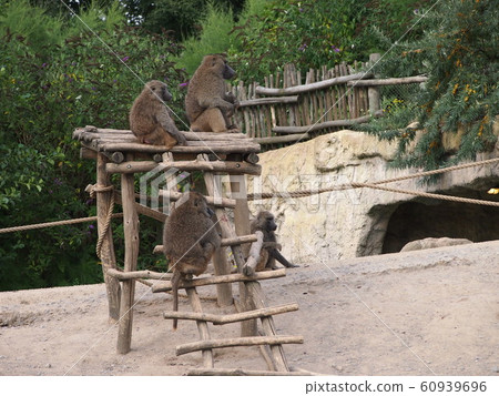 Sitting and resting monkeys 60939696