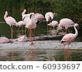 Flamingo or Flamingo 60939697