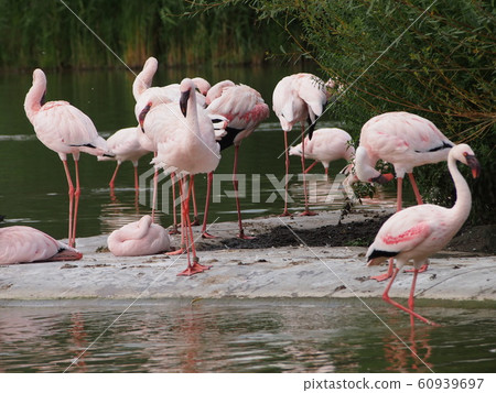 Flamingo or Flamingo 60939697
