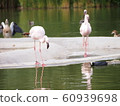 Flamingo or Flamingo 60939698
