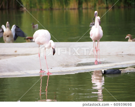 Flamingo or Flamingo 60939698