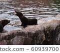 Seal or seal 60939700