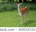 deer 60939720