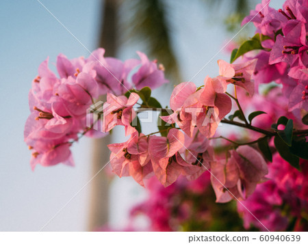 Blooming  bougainvillea - Stock Photo [60940639] -  PIXTA