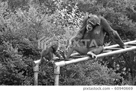 黑猩猩，黑猩猩的父母，黑猩猩在育儿期間 60940669