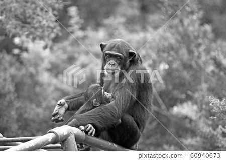 Chimpanzees Chimpanzee parents Chimpanzees during child care Chimpanzees Chimpanzee parents Chimpanzees during child care 60940673