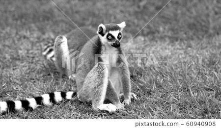 環尾狐猴狐猴一隻狐猴猴子猴子猴子 60940908