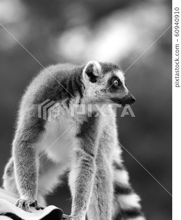 Ring-tailed lemur lemur one lemur monkey monkey monkey Ring-tailed lemur lemur one lemur monkey monkey monkey 60940910