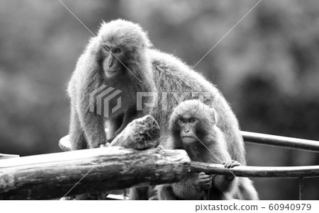 Monkey parent and child Yakushima monkey parent and child Yaksal Yakushima monkey Parent and child Monkey parent and child Yakushima monkey parent and child Yaksal Yakushima monkey Parent and child 60940979