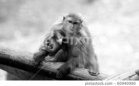 Yakushima monkey parent and child yaksal Yakushima monkey Yakushima monkey parent and child yaksal Yakushima monkey 60940980