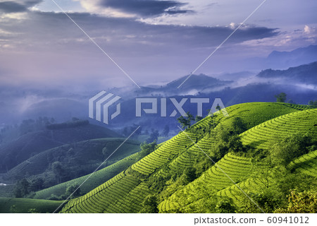 Overview of Long Coc green tea hill, Phu Tho, Vietnam. Overview of Long Coc green tea hill, Phu Tho, Vietnam. 60941012