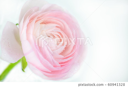 close up of fresh pink rose flower with water drops 60941328