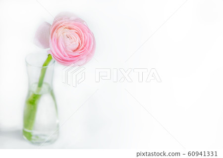 close up of fresh pink rose flower with water drops 60941331