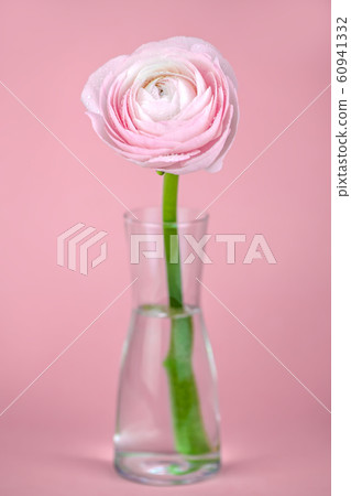beautiful delicate pink rose ranunculus in a vase. Card. Close up. beautiful delicate pink rose ranunculus in a vase. Card. Close up. 60941332