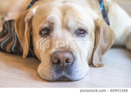 Cute white Labrador retriever dog is lying on the floor at home 60941366