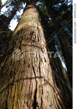 Trees Trees 60941510