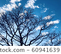 Winter trees 16 60941639