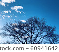 Winter tree 13 60941642