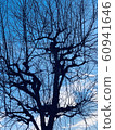 Winter tree 9 60941646