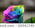 彩虹玫瑰 60941740